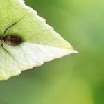 Bee-Gon Pest Control