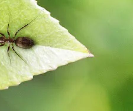 Bee-Gon Pest Control
