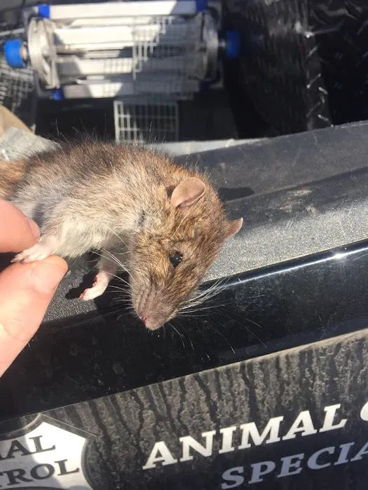Animal Control Specialists, LLC Picture 2