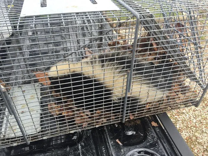 Animal Control Specialists, LLC Picture 10