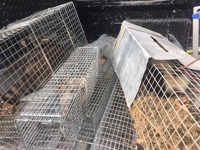 Animal Control Specialists, LLC Picture 7