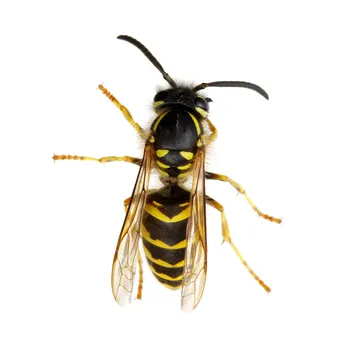 Pure Pest Management Picture 9