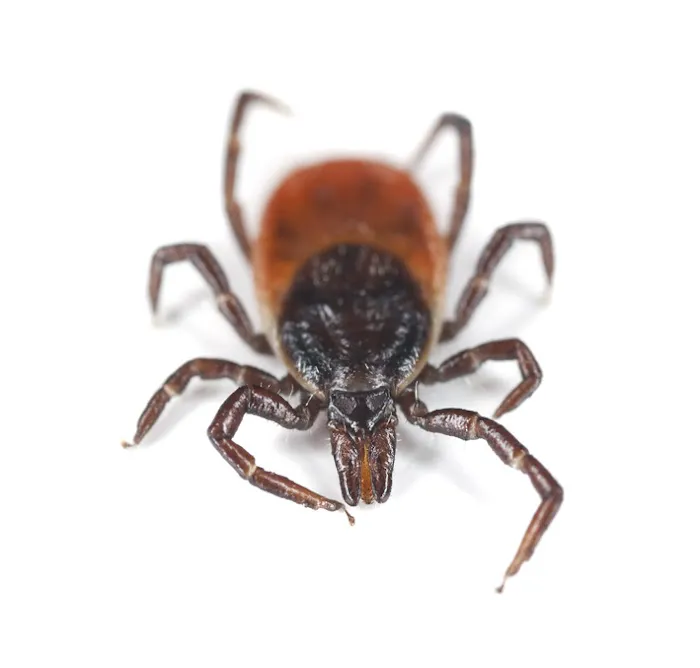 Pure Pest Management Picture 4