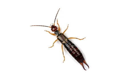 Pure Pest Management Picture 3
