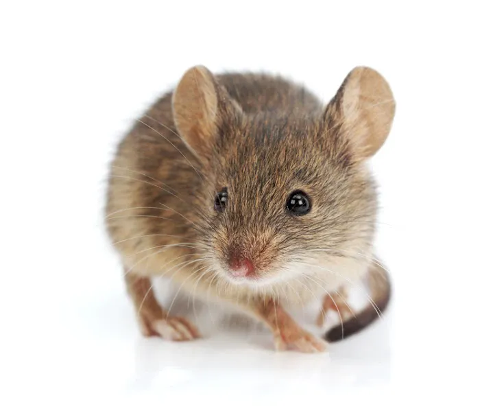 Pure Pest Management Picture 8