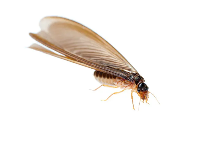 Pure Pest Management Picture 5