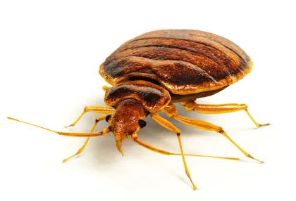 Pure Pest Management Picture 1