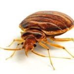 Pure Pest Management
