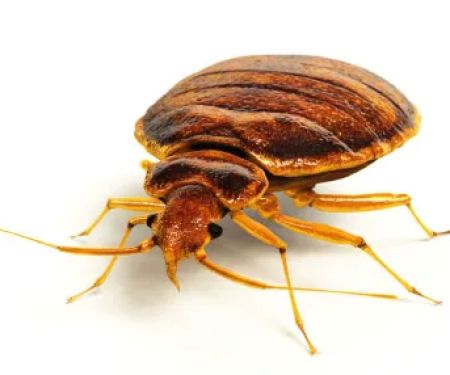 Pure Pest Management