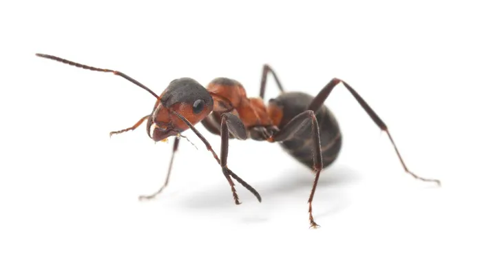 Pure Pest Management Picture 2