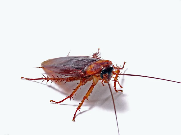 Pure Pest Management Picture 7