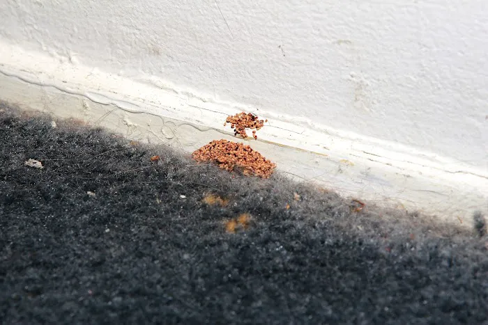 Minnick Termite & Pest Control Inc Picture 6