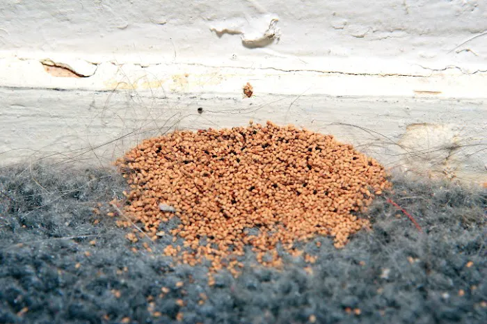Minnick Termite & Pest Control Inc Picture 3