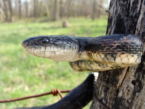 Blue Ridge Wildlife & Fisheries Management, LLC Picture 1