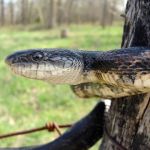 Blue Ridge Wildlife & Fisheries Management, LLC