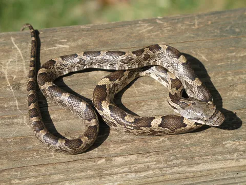 Blue Ridge Wildlife & Fisheries Management, LLC Picture 8