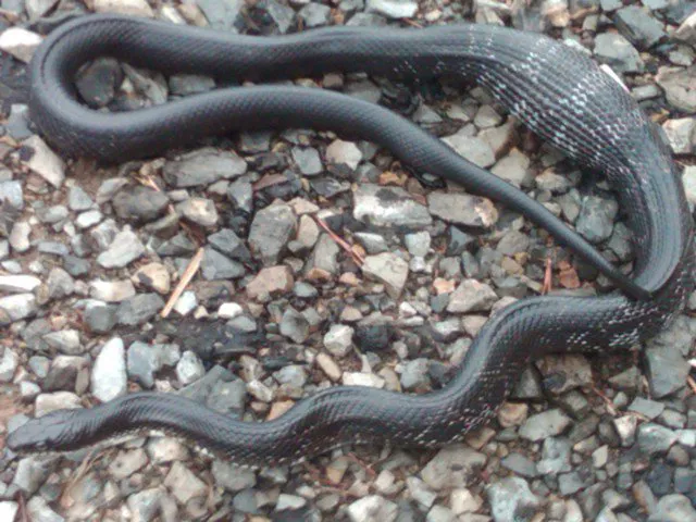 Blue Ridge Wildlife & Fisheries Management, LLC Picture 7