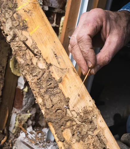Holistic Pest Solutions Picture 4