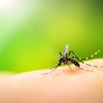 Holistic Pest Solutions