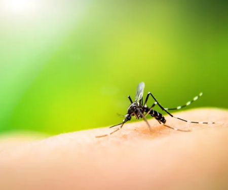 Holistic Pest Solutions