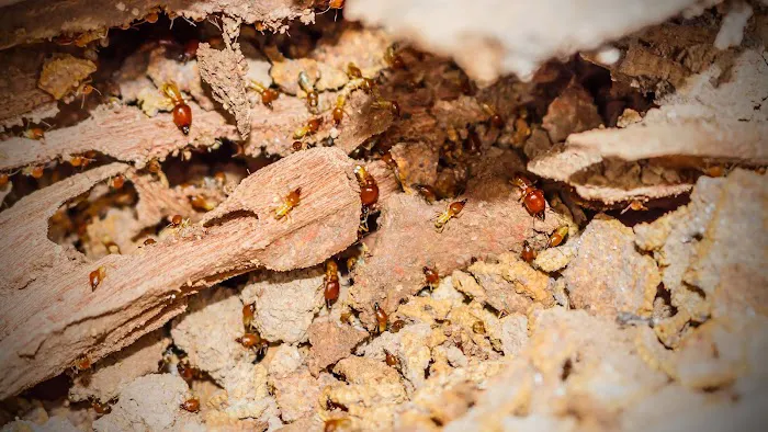 Holistic Pest Solutions Picture 8