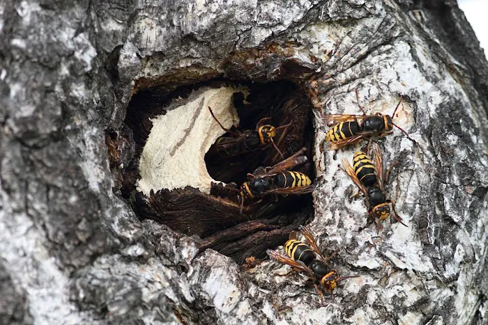 Holistic Pest Solutions Picture 10