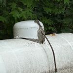Virginia Pest Management