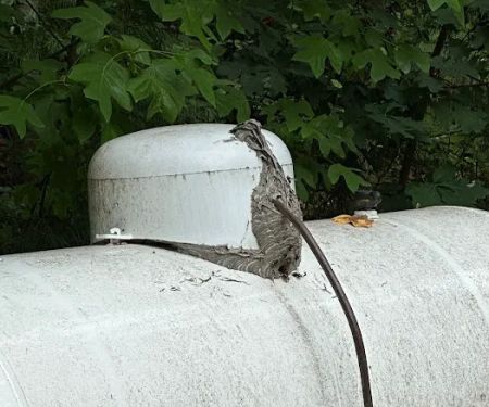 Virginia Pest Management