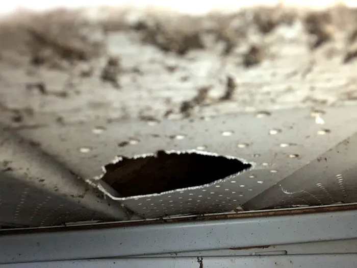 Virginia Pest Management Picture 6