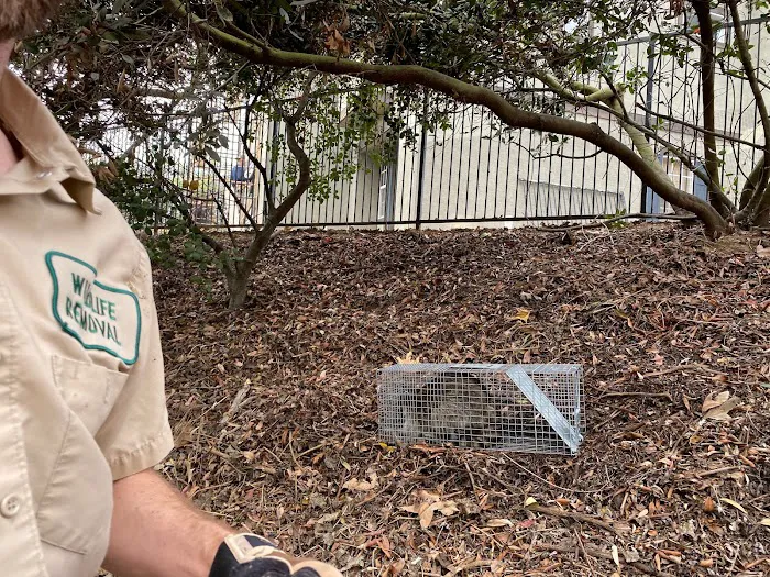Charlottesville Raccoon Removal Picture 8