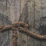 C'ville Termite Removal Experts