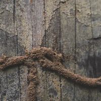 C'ville Termite Removal Experts ico