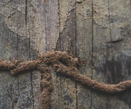 C'ville Termite Removal Experts