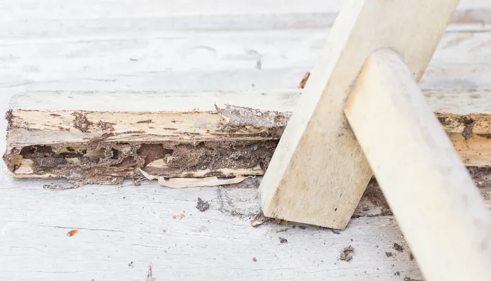 C'ville Termite Removal Experts Picture 8