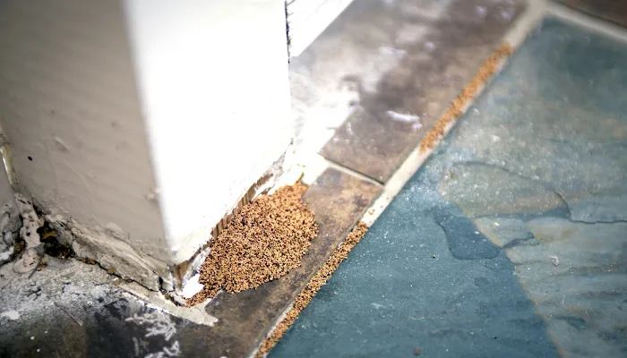 C'ville Termite Removal Experts Picture 5