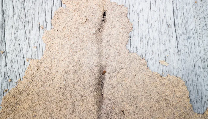 C'ville Termite Removal Experts Picture 4