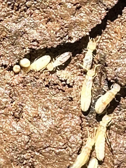 American Pest Picture 2