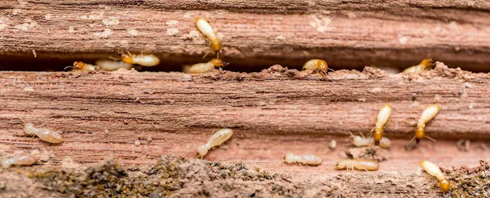 Universal Pest Picture 3