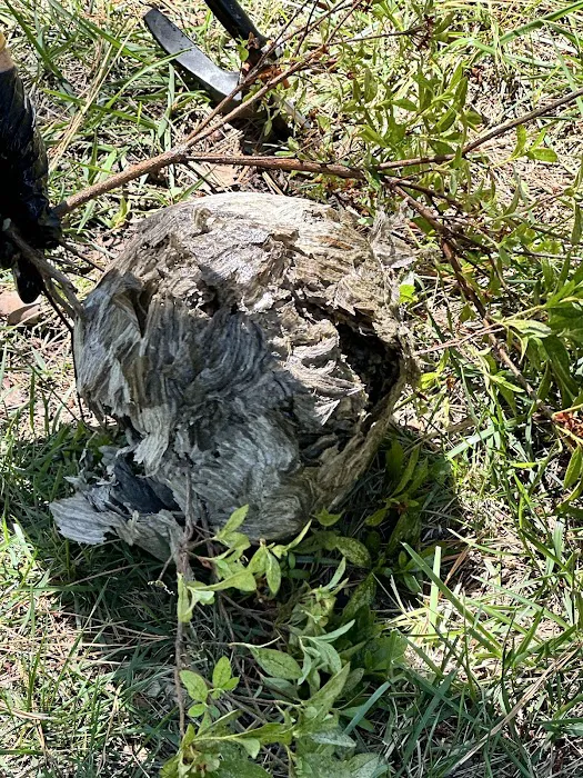Talent Pest Control Picture 10