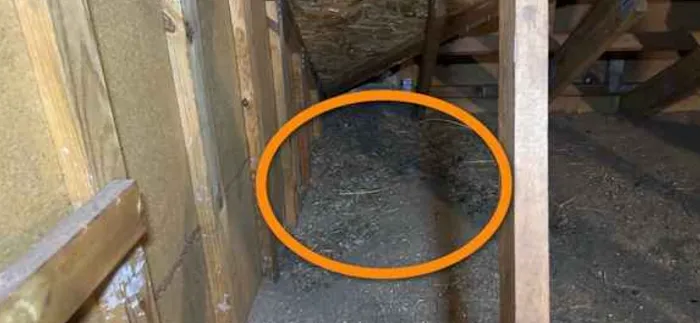 Talent Pest Control Picture 7