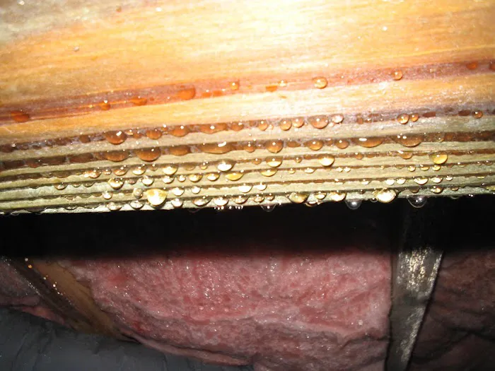 Reliance Pest & Termite Inc. Picture 7