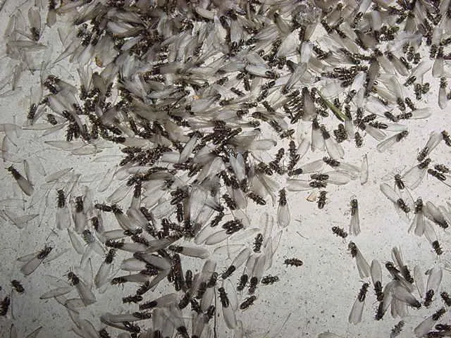 Reliance Pest & Termite Inc. Picture 2