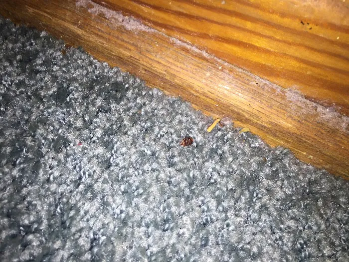 Mosquito Elite Pest Control Picture 7