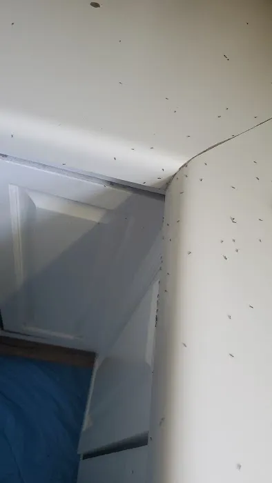 Evergreen Pest Solutions Picture 2