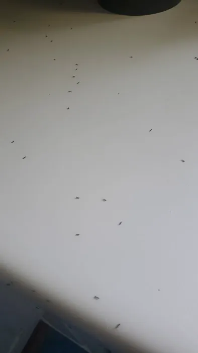 Evergreen Pest Solutions Picture 4