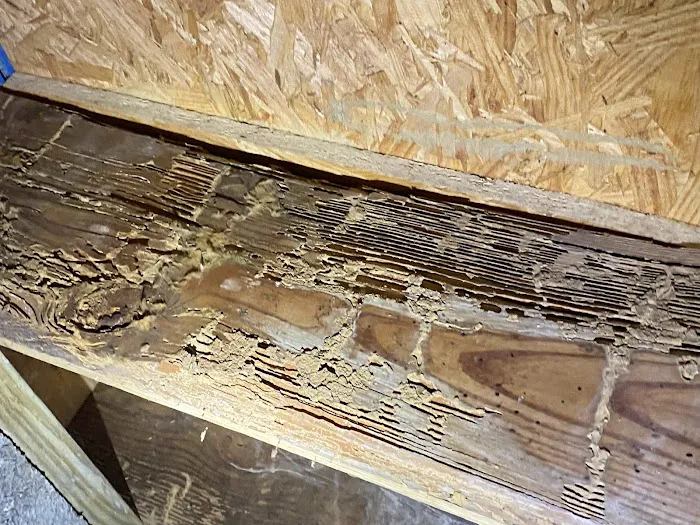 Precision Pest Management Picture 3