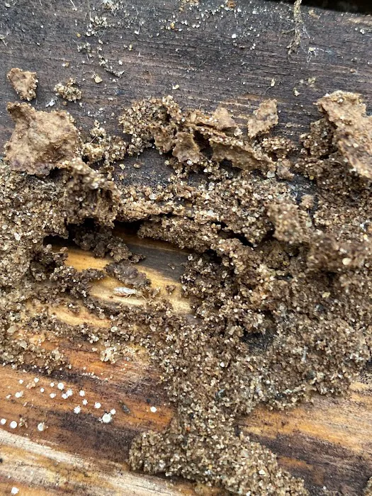 Precision Pest Management Picture 7
