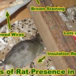 BACK BAY PEST & MOSQUITO