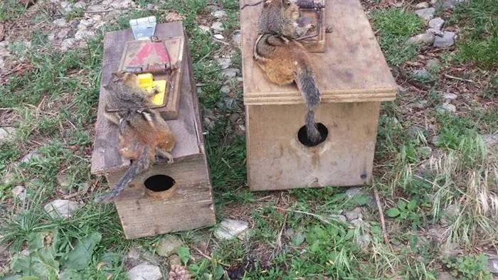 Mentor Wildlife Exclusion Picture 4