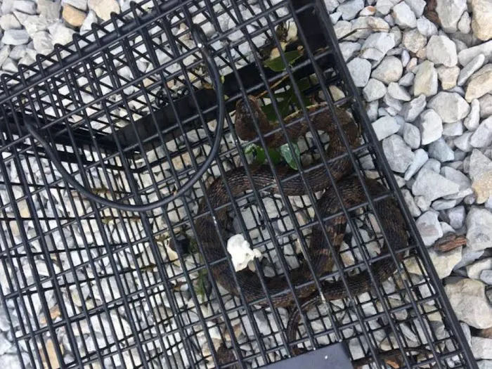 Mentor Wildlife Exclusion Picture 6